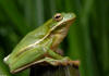 Green Treefrog image